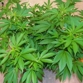 Cannabis Cured Medical Weed Dispensary Fairfield