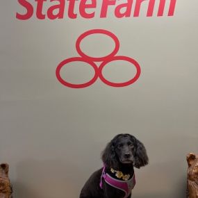 Furry friends welcome! Come see us any time at Jared Swank State Farm