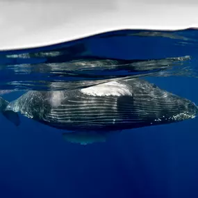 Beautiful images of local whales taken by a friend of Boss Frog's, Marty Wolff Photography! Interested in booking a whale watching tour? Check us out.