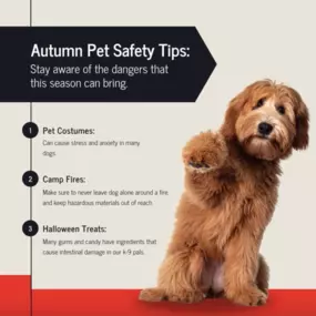 This fall, keep your pets healthy, happy, and safe by following these safety precautions! Call us to review your pet insurance choices and keep them secure all year!