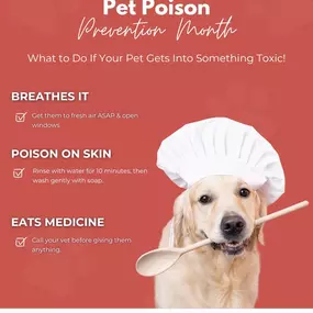 March is Pet Poison Prevention Month! Our furry friends are naturally curious, and sometimes that curiosity can lead to danger. Knowing how to respond quickly if your pet is exposed to something toxic can make all the difference. When in doubt, call your vet or a poison control center—quick action can save lives.