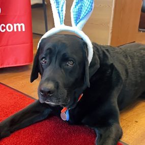We will be out of the office today in observance of Good Friday, but will be back to serve you Monday 4/1. We hope everyone has a great Easter weekend!????