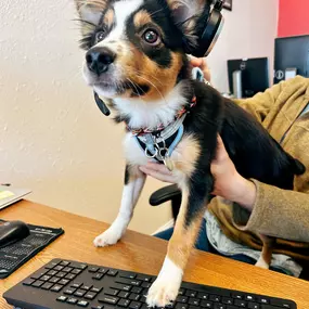 Taking ‘working like a dog’ to a whole new level.