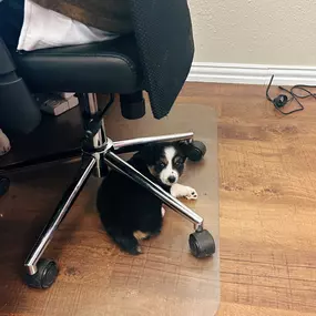 Tucker had a new friend visit the office today!????
This little pup has already brought so many smiles and a lot of tail-wagging to our team!