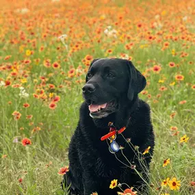 Happy National Dog Day to the best boy, Tucker!