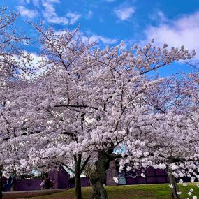 March means Cherry Blossoms! Mark your calendars for Peak Bloom March 23!