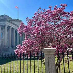 It’s almost here! Mark your calendars for the Cherry Blossom Festival!