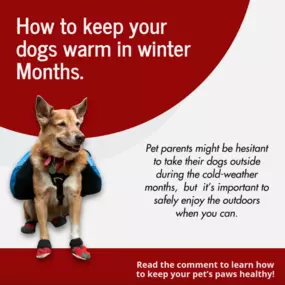 Winter walks with your dog can be safe and enjoyable with a few precautions. Keep your pup on a leash to avoid hazards, like icy ponds or chemicals. Dress them in a warm jacket, and use booties or paw balm to protect their paws. Limit walks to daylight hours and watch for signs of hypothermia or frostbite.