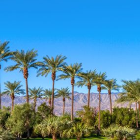 Bild von Margaritaville Resort Palm Springs