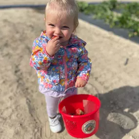 Our office loves strawberry picking season at Swann Farms! #calvertcounty #somd #tistheseason