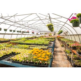 Keep your perennial garden in full bloom all season long by planting a variety of perennials with different bloom periods. Come on by and pick up your perennials today.
