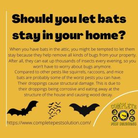 Pests of all varieties can cause a serious disruption in your home or business. Whether you’re having problems with bed bugs, termites, flying insects, or larger creatures such as rodents or bats, you can trust the team at Complete Pest Solutions for fast, reliable service to eliminate the problem once and for all.
