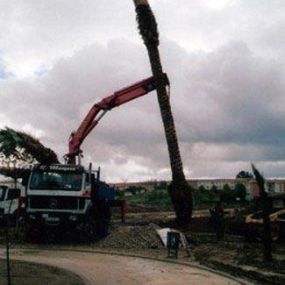 gruas-raul-marquez-retirando-palmera-03.jpg