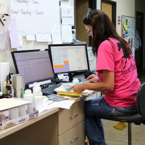 A member of our veterinary team is checking records to make sure that everything is in order.