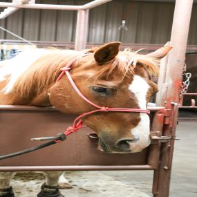 Not only do we treat dogs and cats, we also treat equine and large animals! We are one of the only veterinary facilities in the area that offers care to large animals, so we tend to have a lot of visitors from surrounding counties. Regardless, any patient who walks in our doors is promised high quality treatment!