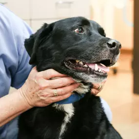 At Fourmile Veterinary Clinic, we believe every pet deserves to get the quality attention and medical care that will provide them with a long and comfortable life with you and your family.