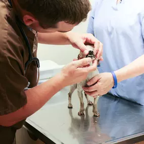 Our clinical team examines the teeth and gums for gingivitis, plaque, tartar, and signs of dental disease during every wellness visit. We aim to take care of your pet’s dental health before advanced stages of dental disease can hinder other aspects of your pet’s health.