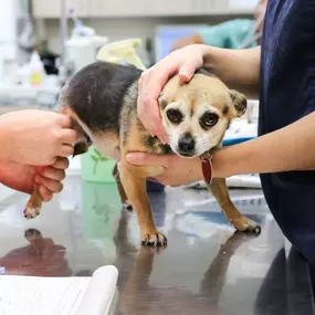 One our veterinary assistants is giving this little guy plenty of nice scratches while he’s getting a physical examination!