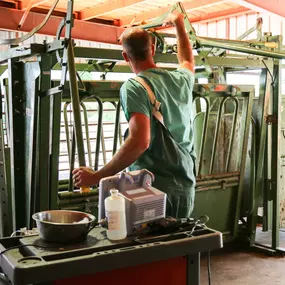 Dr. Ley is preparing a cattle run for a patient who’s going to receive a PAP test. He will make sure that everything is in the right place for the safety of the bull and clinical care team.