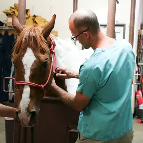 This horse was having digestive issues. Although it’s hard to see, Dr. Ley is giving this patient a mild sedative so that he can flush out his stomach without causing discomfort.