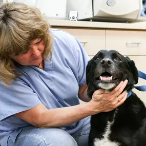 A member of our veterinary team is palpating this happy pup’s neck to check for any abnormalities. If we find anything, we’ll make sure to pursue further testing to make sure your pet gets the care they deserve.