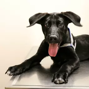 Look at those ears! This adorable puppy is so well behaved at his checkup. No matter if your pet is a puppy or a senior, we’ll make treatment recommendations specific to your pet’s stage of life.