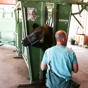 Dr. Ley is one of very few veterinarians in the country that test for PAP in cattle. This test is a strong predictor of a cow’s susceptibility to heart failure at high altitudes. This is an illness common to ranching in the western United States, but PAP tests allow ranchers to make better decisions on their desired herd and herd sizes.