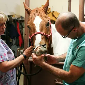 Fourmile Veterinary Clinic is designed and fully equipped to treat horses.