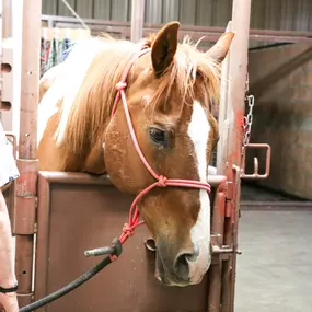 Not only do we treat dogs and cats, we also treat equine and large animals! We are one of the only veterinary facilities in the area that offers care to large animals, so we tend to have a lot of visitors from surrounding counties. Regardless, any patient who walks in our doors is promised high quality treatment!