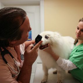 Healthy eyes are clear, white, and bright! Here, Dr. Krawitz uses an otoscope to ensure exceptional eye health.