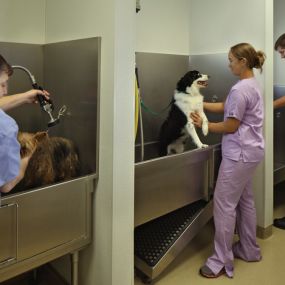 At Calusa Veterinary Center’s Dog Grooming Spa, your furry friend can enjoy a full day of relaxing, rejuvenating spa treatments, including haircuts, baths, facials, and paw-dicures!
