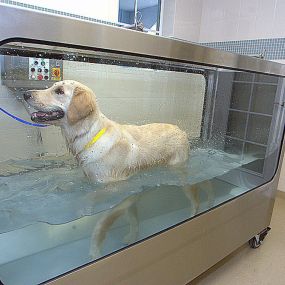Calusa Veterinary Center’s rehabilitation clinic offers the latest in rehab therapy, including hydrotherapy, which employs the many healing benefits of water.