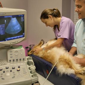 This adorable bundle of fur is receiving an ultrasound so that the veterinarian can examine his bladder. This allows our veterinarians to diagnose and treat internal conditions without invasive procedures.