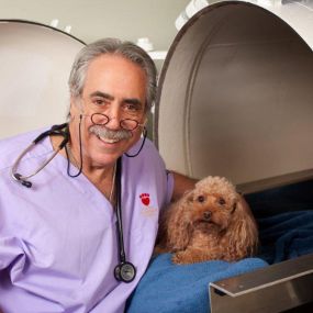 Calusa Veterinary Center is one of the first animal hospitals in the nation to offer Hyperbaric Oxygen Therapy among its extensive collection of rehabilitative therapies.