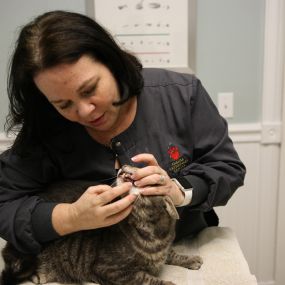 Dr. Cindy Krane is committed to your cat’s complete wellness. Here, she gently examines checks for signs of dental disease.