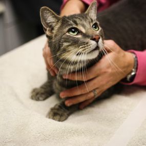 Did you know we’re a Cat Friendly Practice? This means we take extra steps to ensure your cat has a positive veterinary visit in a stress-free hospital environment.