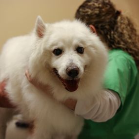 A healthy pet is a happy pet.