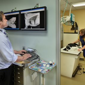 Calusa Veterinary Center is equipped with digital radiography, allowing our veterinarians in Boca Raton to extract the most information from each x-ray and easily transmit images to specialists for consultation.