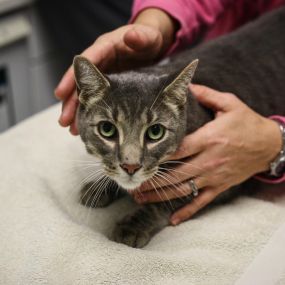 Our entire team is trained in cat-friendly handling techniques.