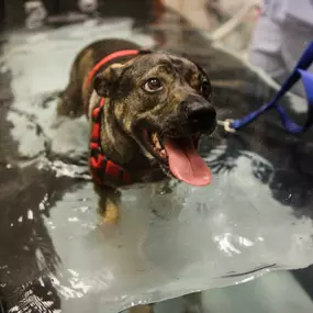 The underwater treadmill relies on the therapeutic effects to provide physical rehabilitation, weight loss, agility, exercise, and mental stimulation.