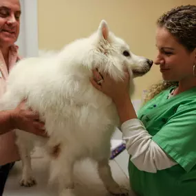 Here, Dr. Krawitz is palpating a fluffy patient’s abdomen to check for tenderness, weight, and body status.