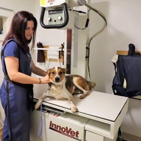 Coldwater Animal hospital is fully equipped with advanced diagnostic technology, including digital radiography! Digital x-rays allow our veterinarians to easily gather and view important information regarding your pet’s bone structure, lungs, heart, and other organs.