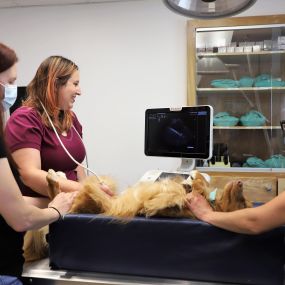 Did you know we have an Ultrasound machine on-site? Ultrasounds provide us with real-time diagnostics and images, so we can examine the structure and movement of your pet’s internal organs, as well as blood flow. This procedure is used to examine the heart and abdominal organs.