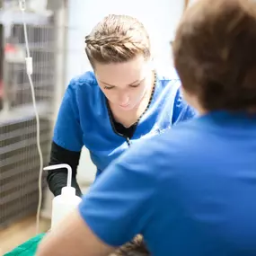 Our veterinary technicians receive ongoing training to provide the best care to the pets of the Winthrop Harbor area.