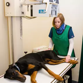 This patient is exhibiting his best behavior for an x-ray. Indian Tree Animal Hospital is equipped with digital radiography, allowing our veterinarians in Arvada, CO, to extract the most information from each x-ray and easily transmit images to specialists for consultation.