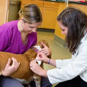 Dr. Hein gently cleans a wound with assistance from one of our veterinary technicians.