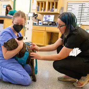 This is our treatment area at Indian Tree Animal Hospital. This space is used for a range of procedures, like taking blood and giving vaccines.