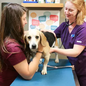 Even seemingly healthy pets benefit from routine wellness visits. We recommend all pets under our care visit us at least once a year! Puppies, kittens, and senior pets benefit from more frequent visits.