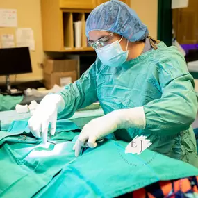 Safety and comfort are hallmarks of the surgical care provided at Indian Tree Animal Hospital. Our doctors perform surgery in our fully-equipped surgical suite.