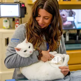 We are committed to giving you and your pet a world-class experience, which is why we pride ourselves on providing low-stress treatment and care to our patients.